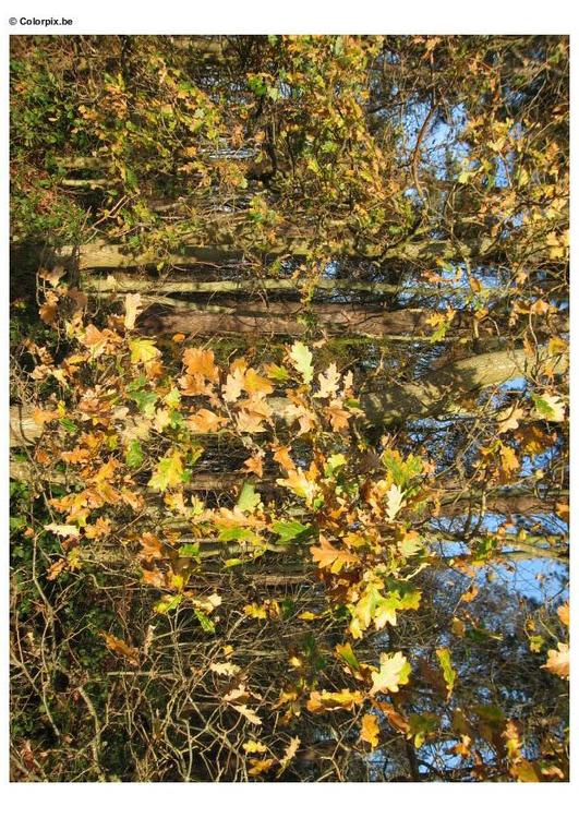 automne dans un bois