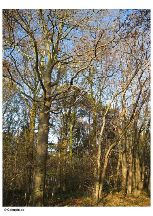 automne dans un bois