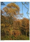 Photos automne dans un bois