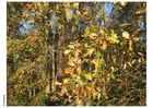 Photos automne dans un bois