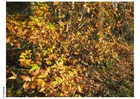 Photos automne dans un bois