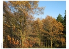 Photos automne dans un bois