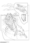 Coloriage baleine à bosse