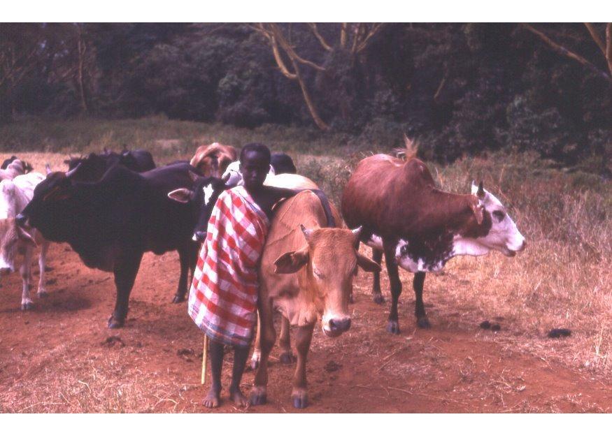 Photo berger au Kenia
