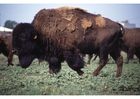 Photo bison amÃ©ricain