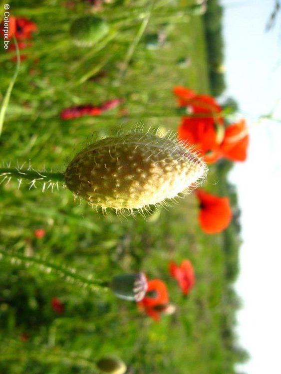 bouton de coquelicot