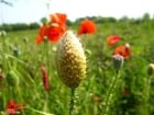 Photo bouton de coquelicot