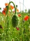 bouton de coquelicot