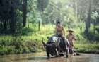 Photo buffle - agriculture