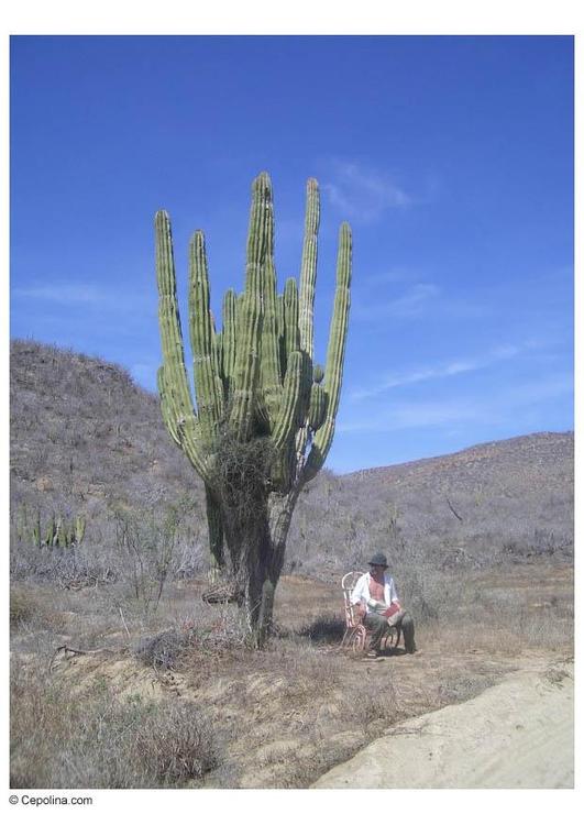 cactus dans le dÃ©sert