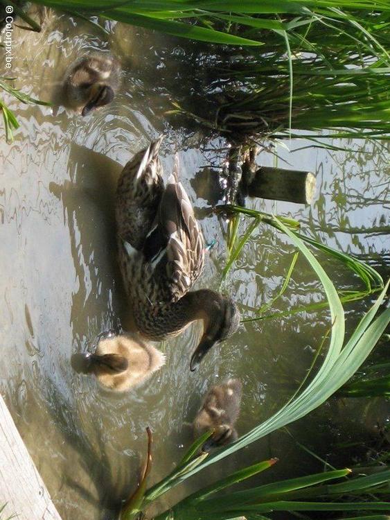 canard avec jeunes