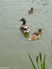 Photos canard avec jeunes