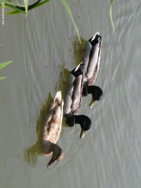 canard colvert