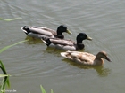 Photos canard colvert