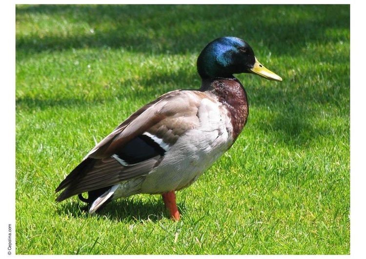 Photo canard