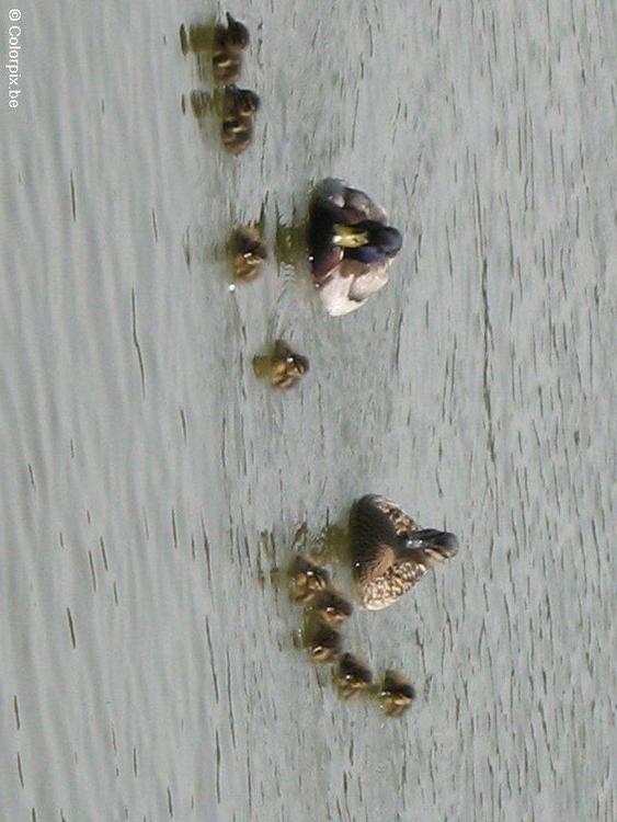 canards avec jeunes