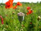 Photos capsule de coquelicot