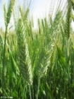 céréales