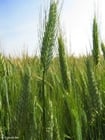 céréales