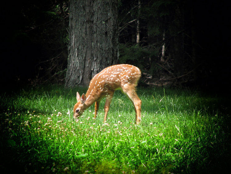 Photo cerf