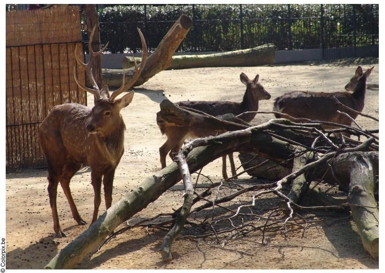 Photo cerf et biche