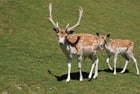 Photo cerf et biche