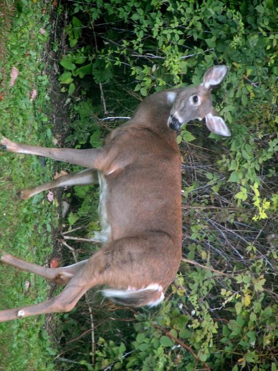 cerf