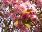Photo cerisier du Japon