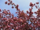 Photo cerisier du Japon
