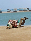 Photos chameaux