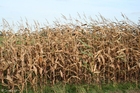 Photos champ de maïs