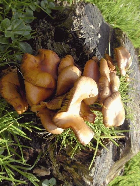 champignons