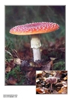 Photo champignons