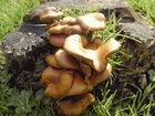 champignons