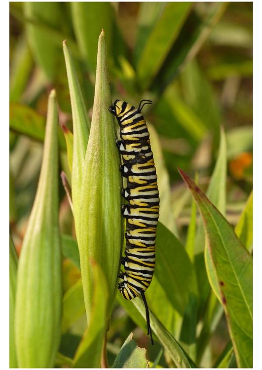 chenille du papillon monarch