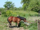 Photos cheval dans la prairie