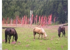Photo chevaux dans un champ de drapeaux