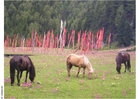 chevaux dans un champ de drapeaux