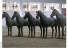 Photo chevaux de Xian