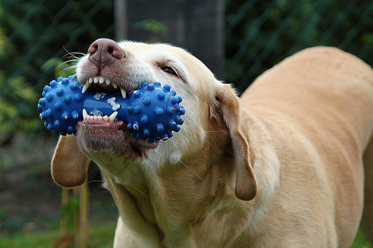 Photo chien avec un jouet