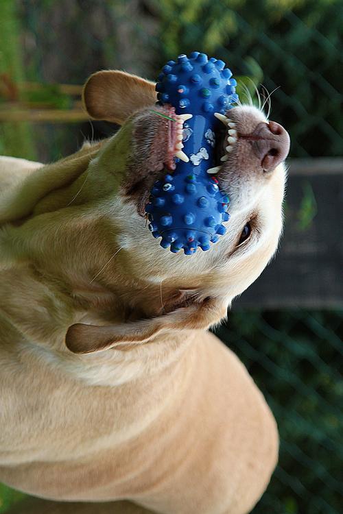 chien avec un jouet