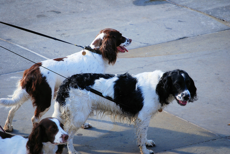 Photo chiens en laisse