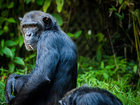 chimpanzé