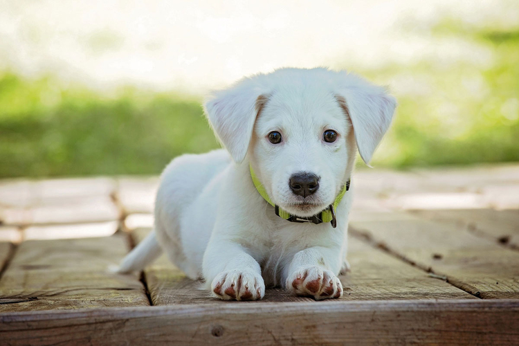 Photo chiot