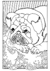 Coloriage chiot