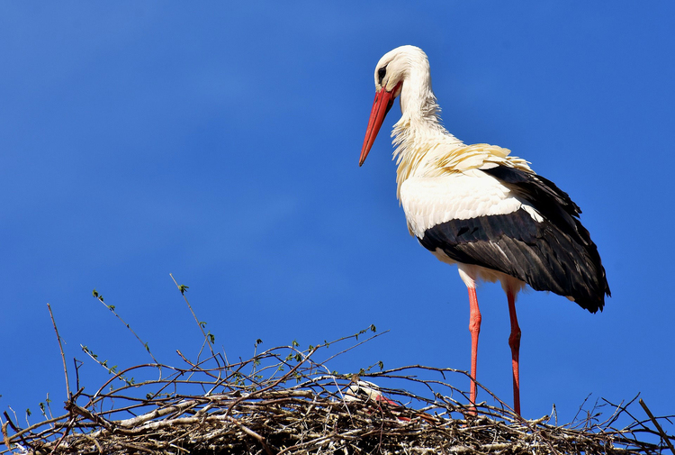 Photo cigogne