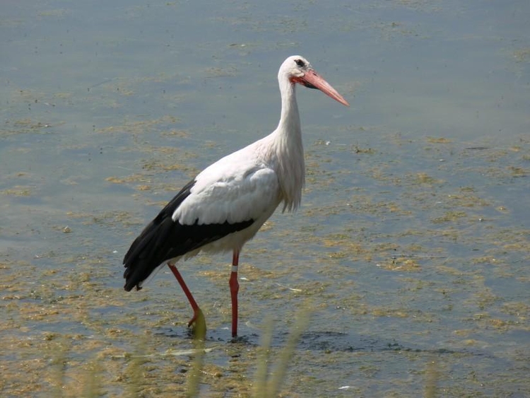 Photo cigogne