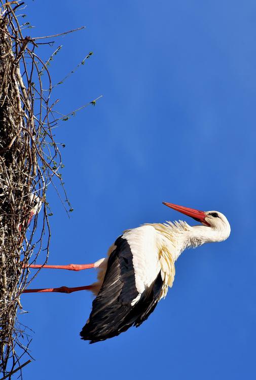 cigogne