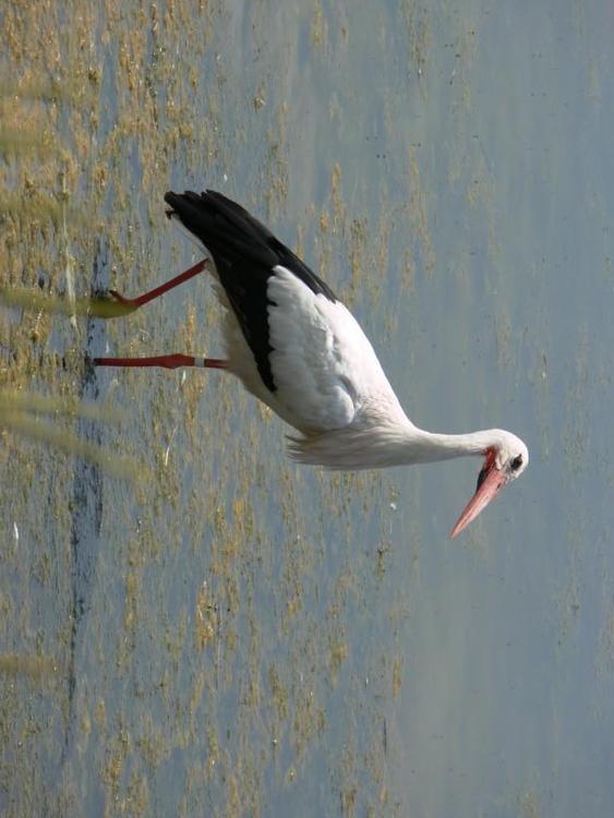 cigogne