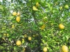 citronnier